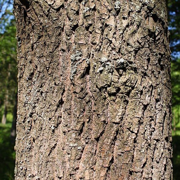 Scarlet Oak