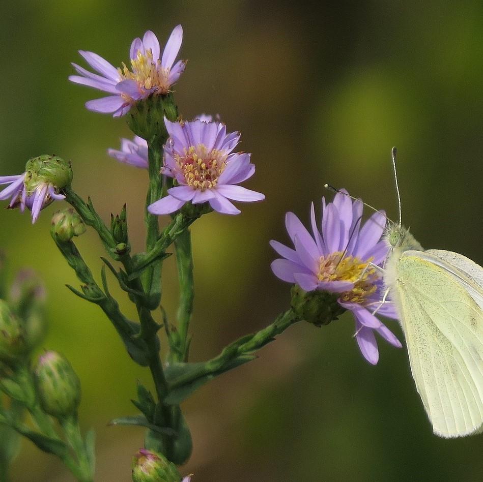 Smooth Aster
