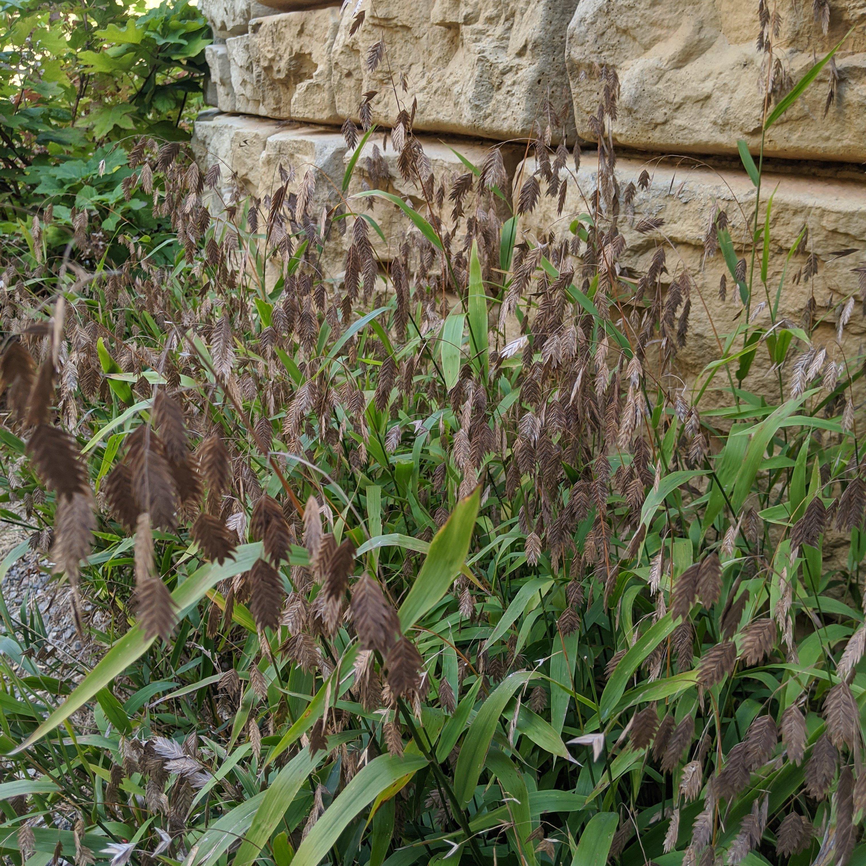 River Oats, Inland Sea Oats