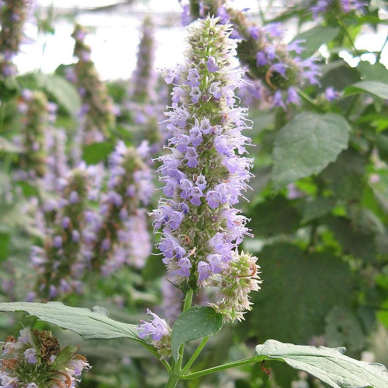 Anise Purple Hyssop