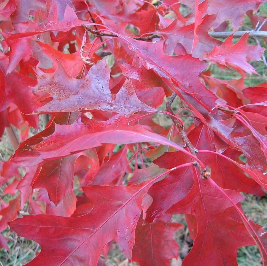 Scarlet Oak