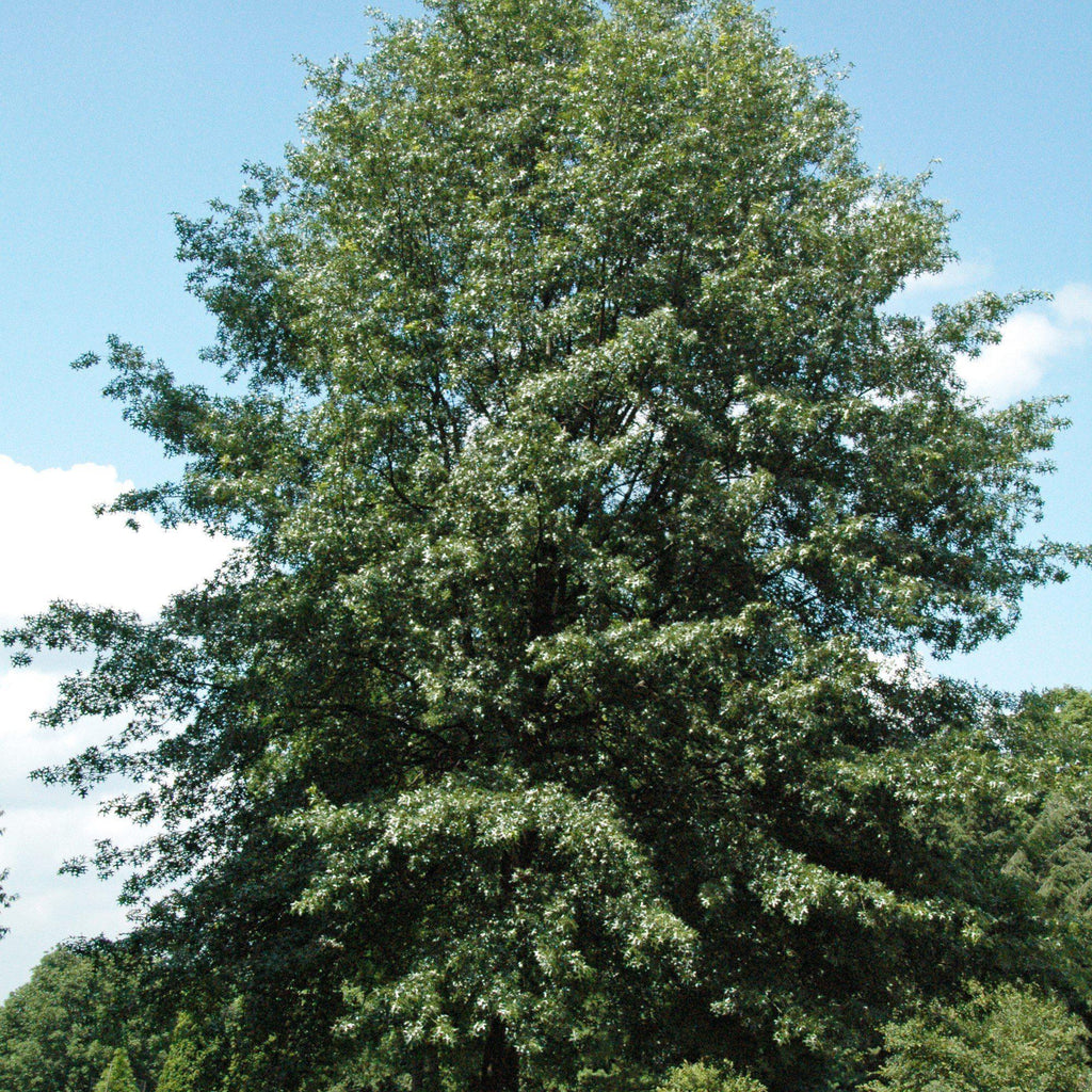 Scarlet Oak