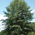 Scarlet Oak