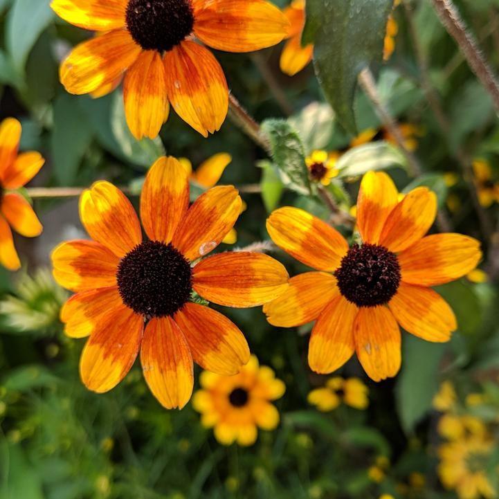 Prairie Glow Coneflower