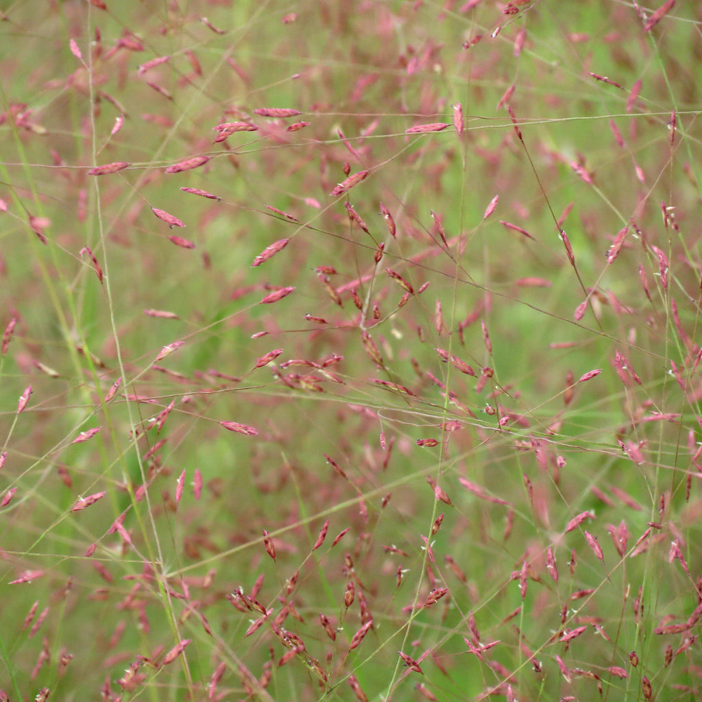 Purple Lovegrass