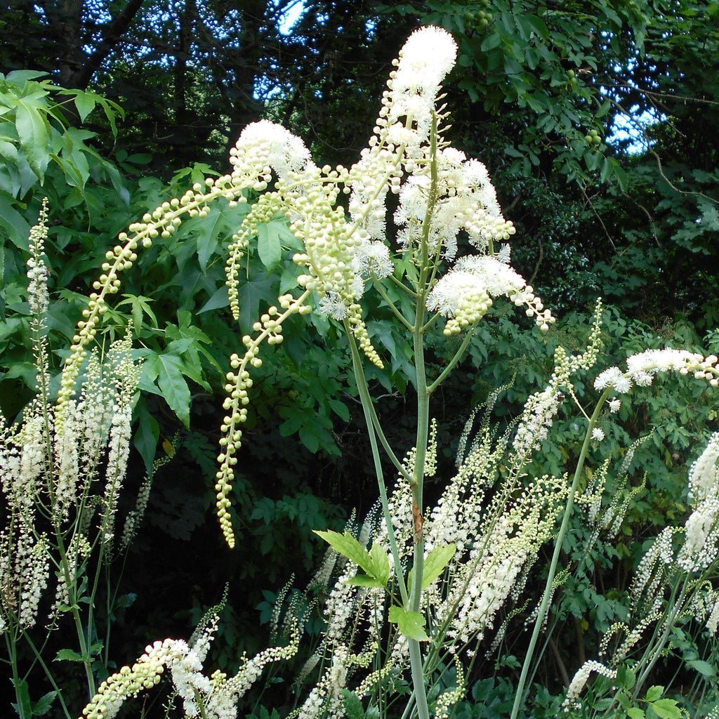 Black Cohosh
