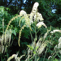 Black Cohosh