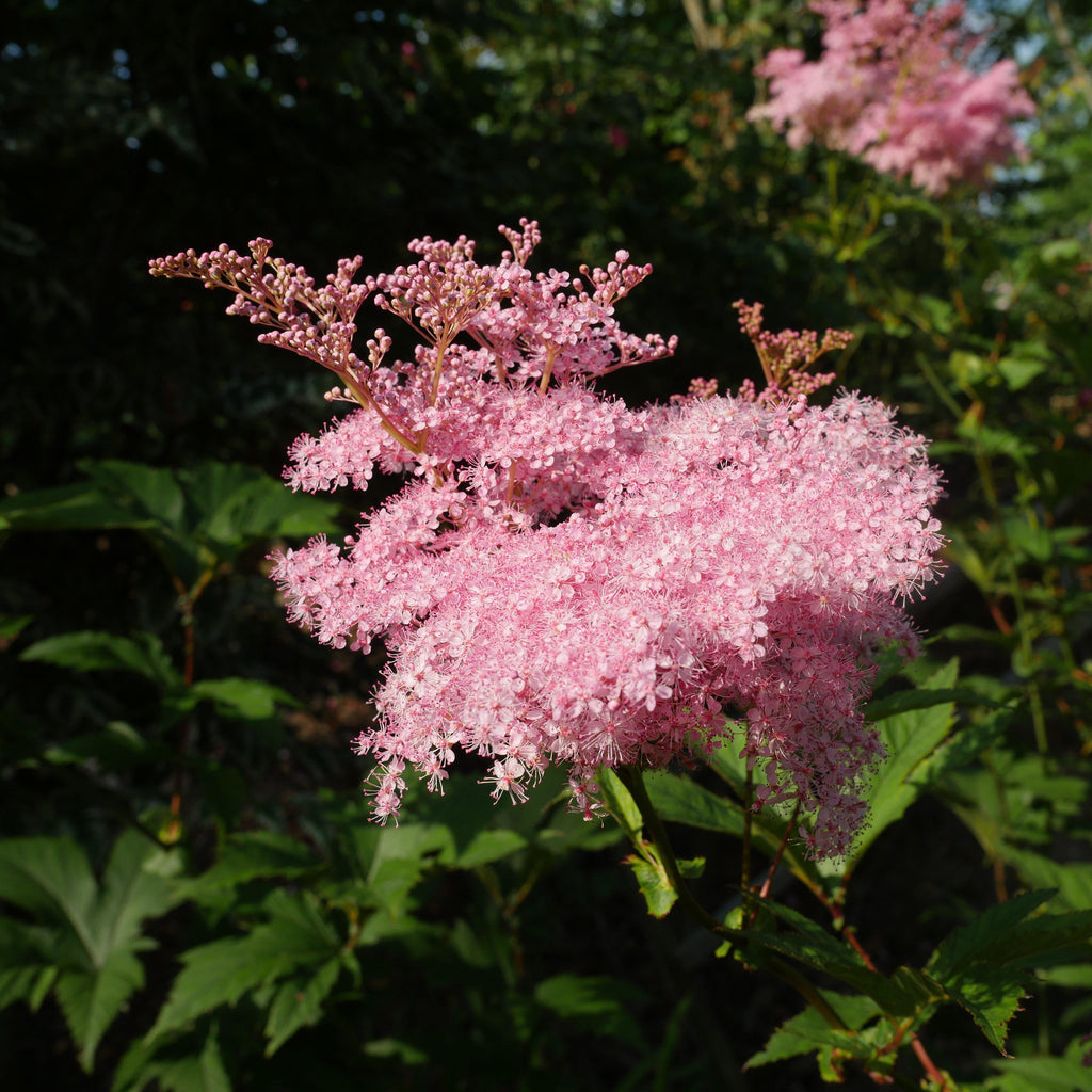 Venusta Queen of the Prairie