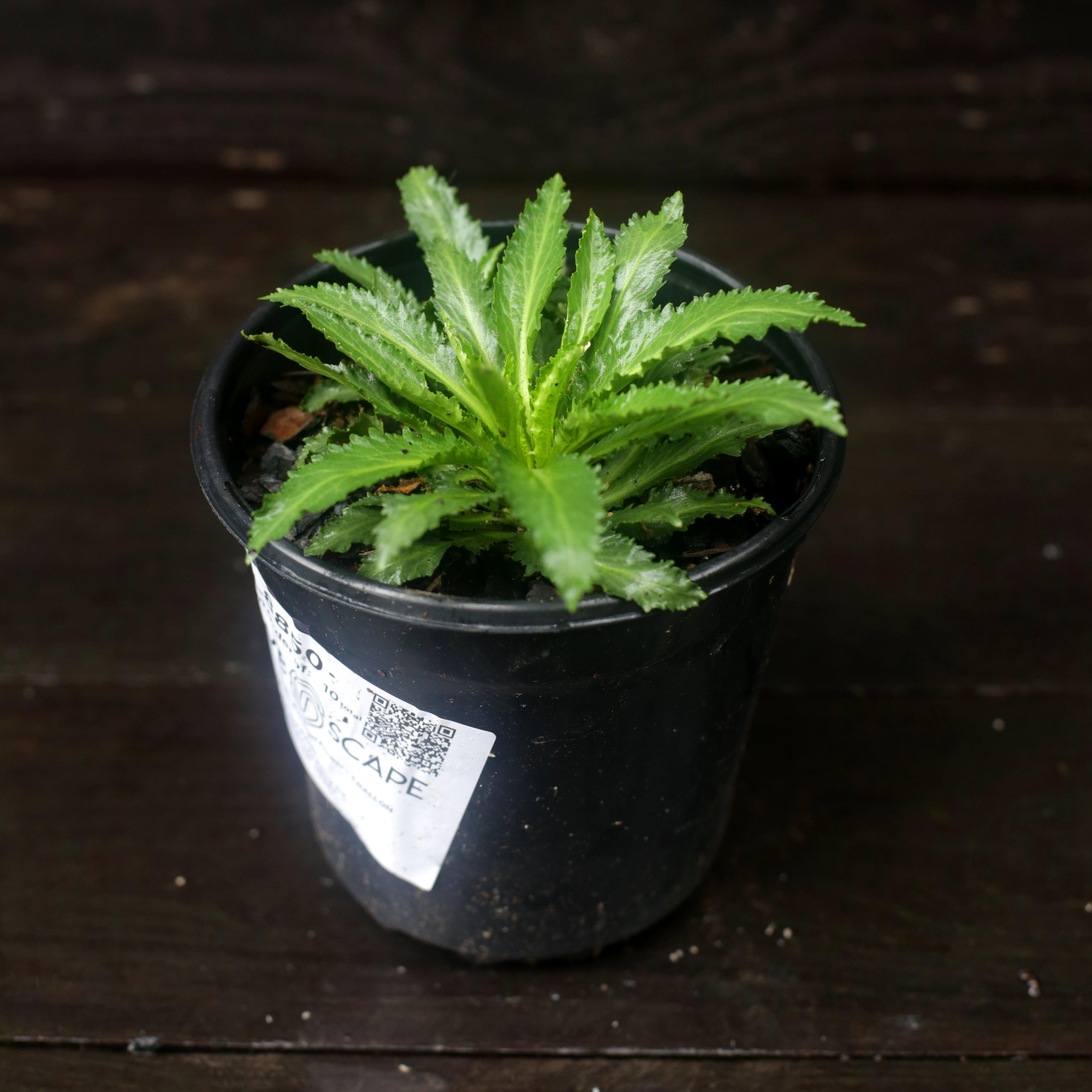 Cardinal Flower