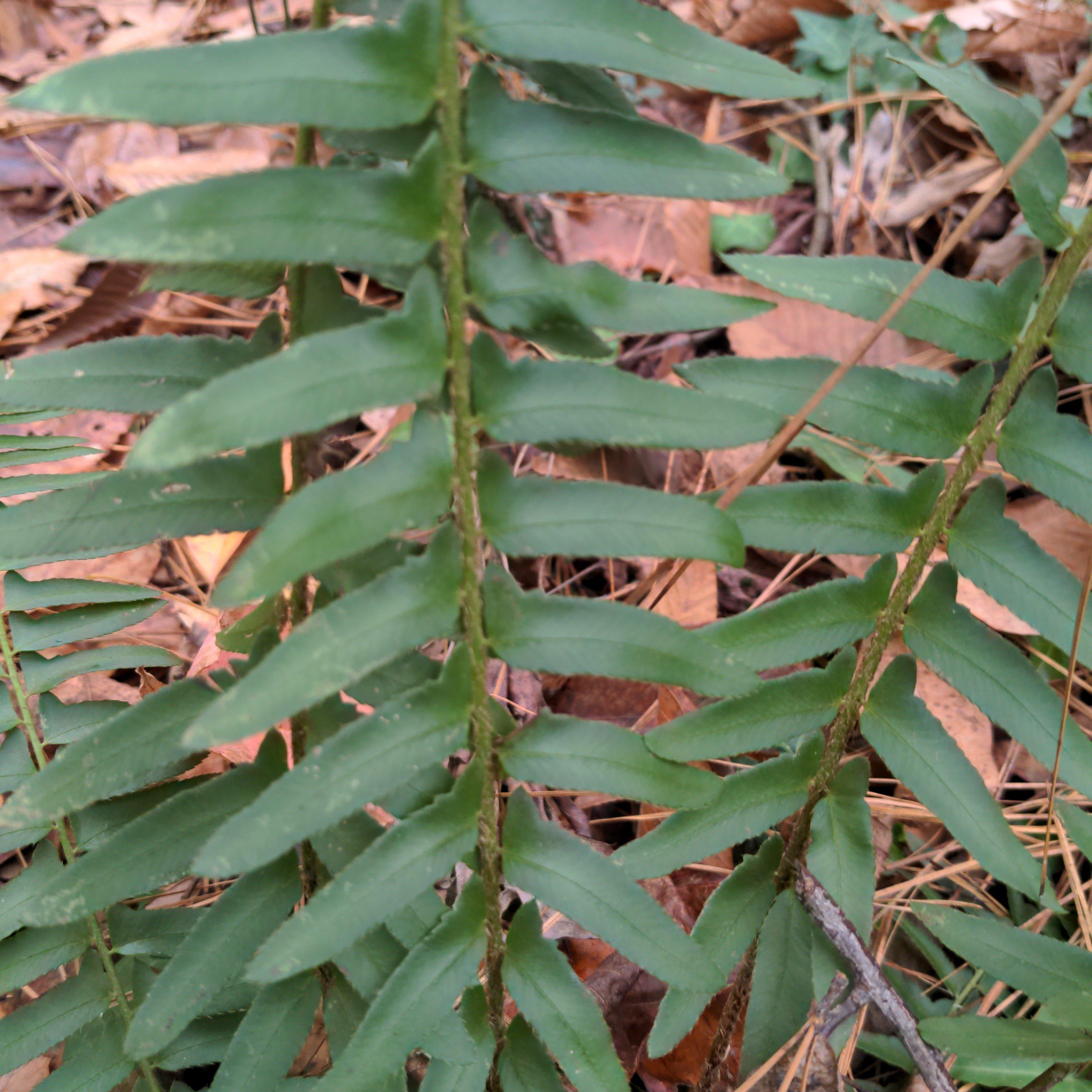 Christmas Fern
