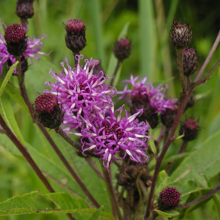 New York Ironweed