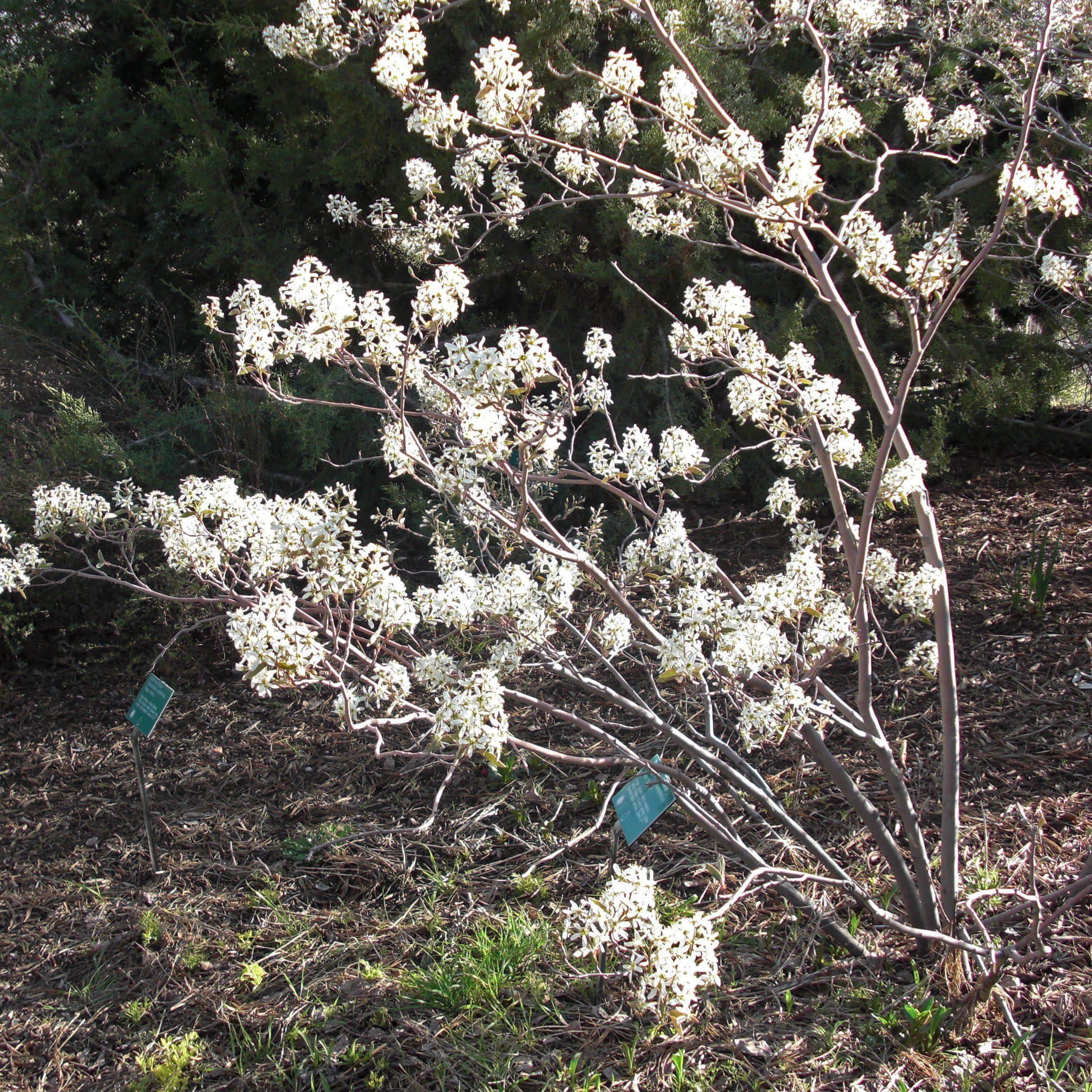 Shadblow Serviceberry