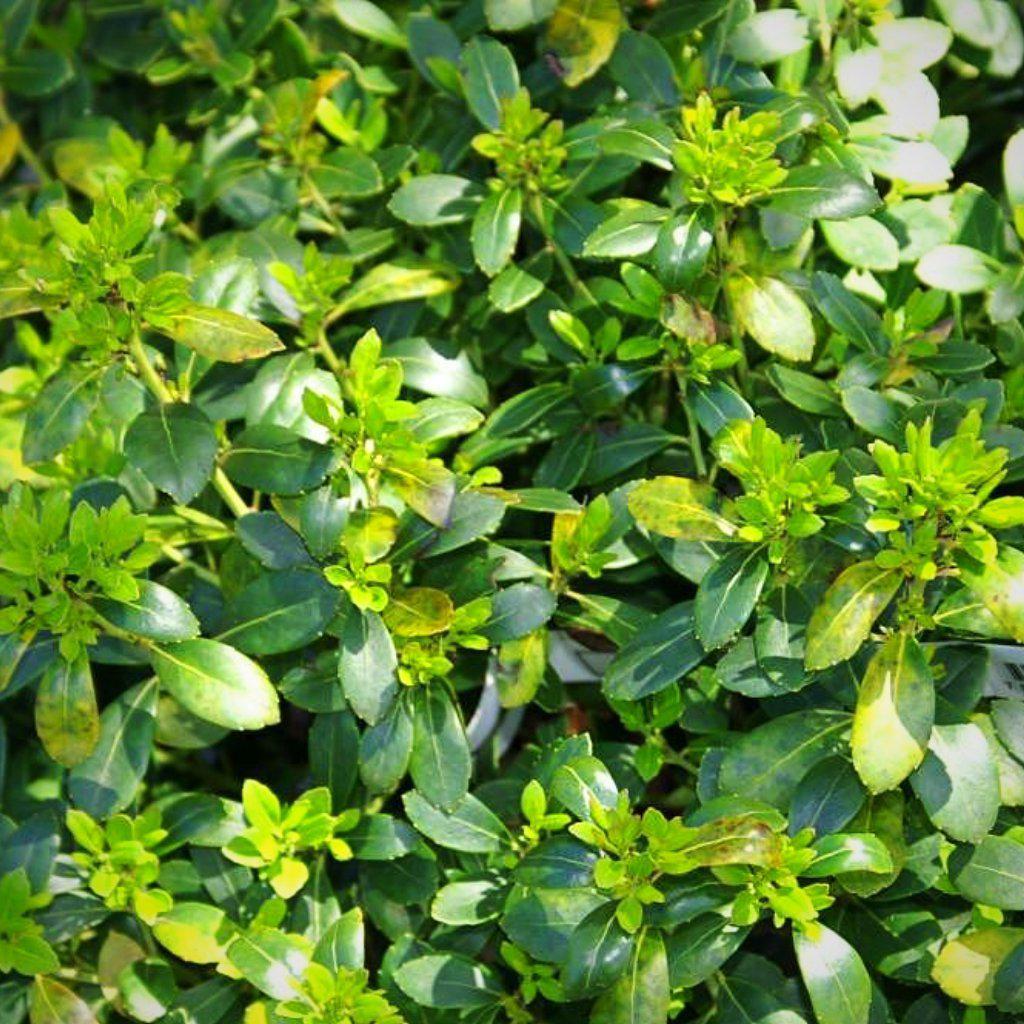 Densa Inkberry Holly