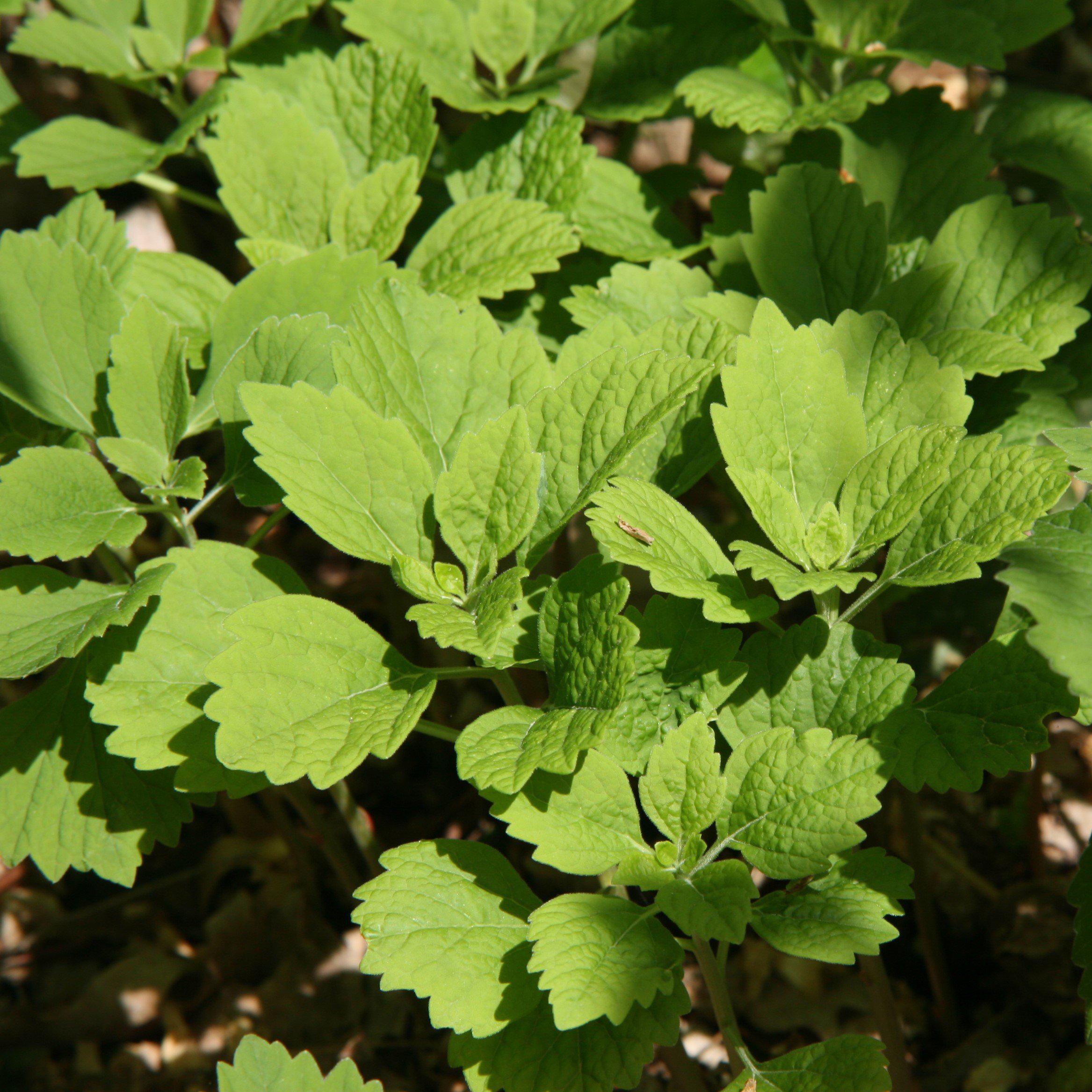 Allegheny Spurge