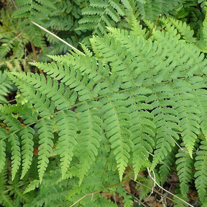 Eastern Wood Fern, Leatherwood Fern