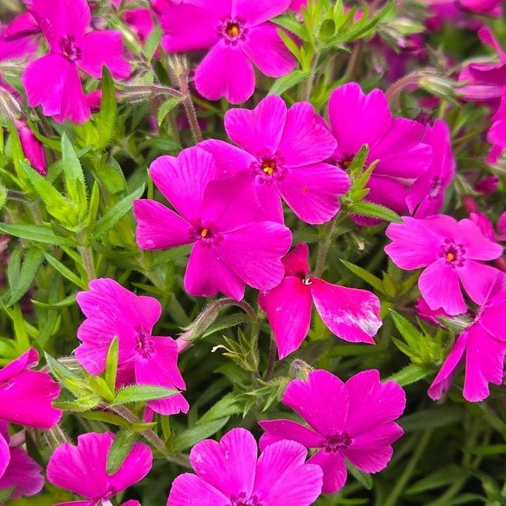 Spring Hot Pink Creeping Phlox