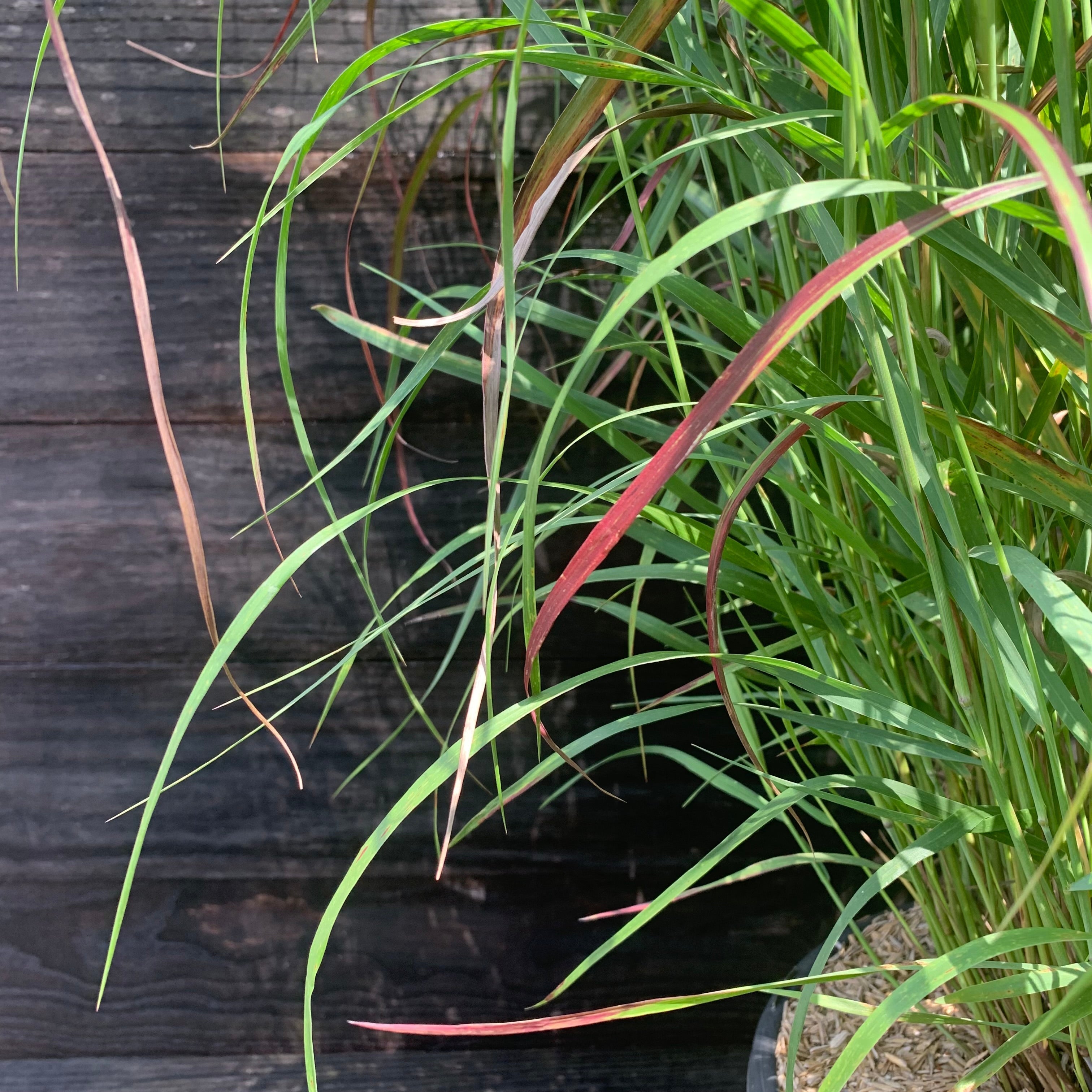 Shenandoah Switch Grass