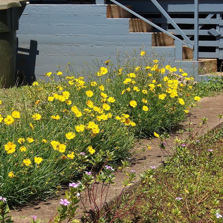 Lanceleaf Coreopsis