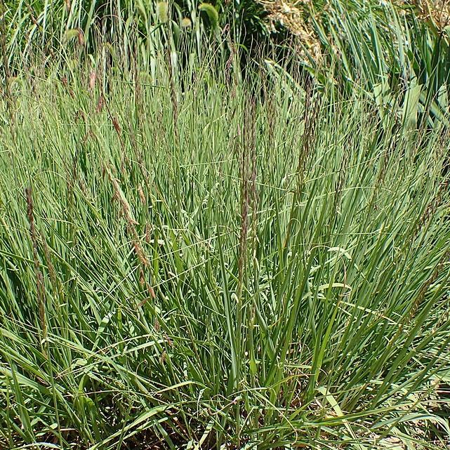 Sideoats Grama