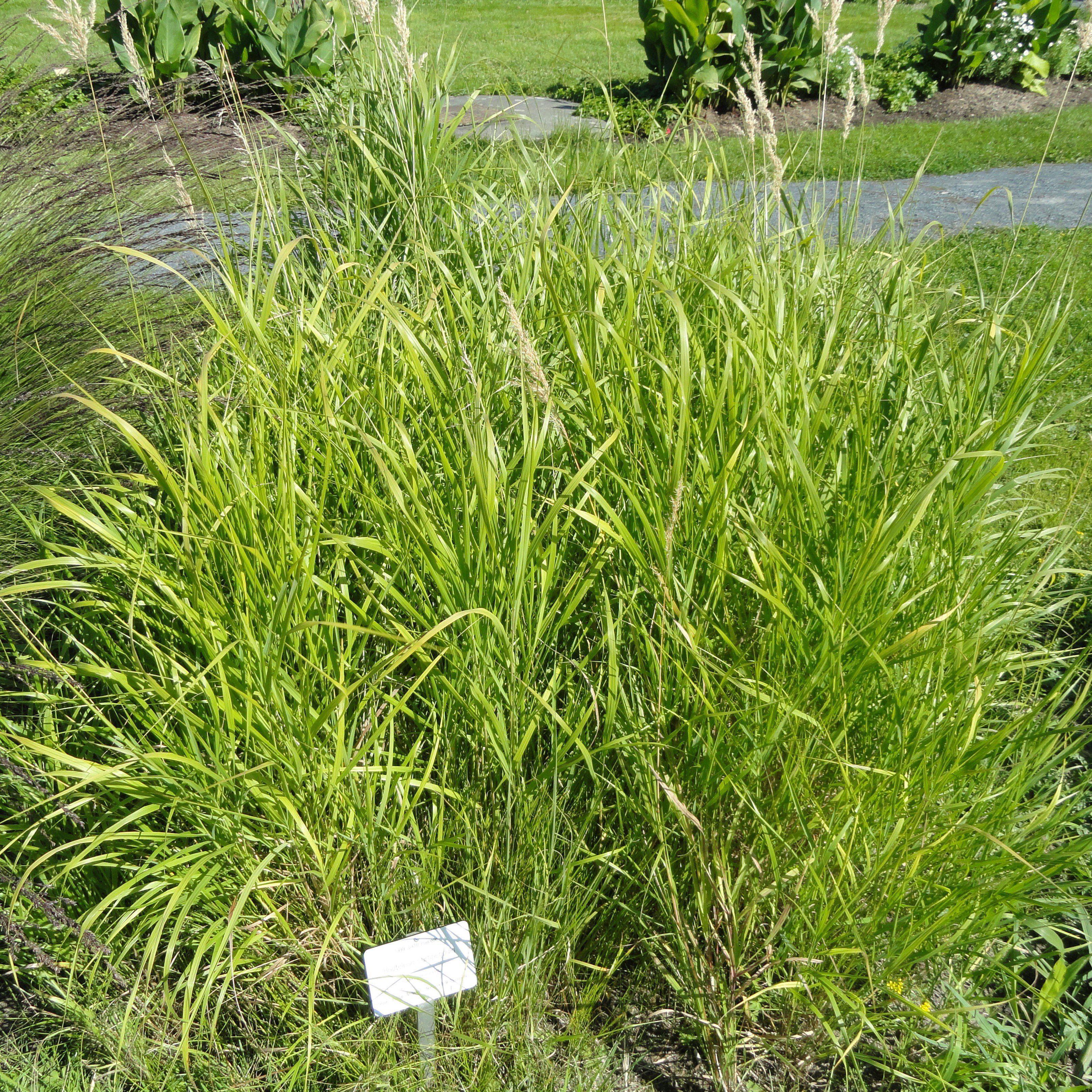 Sideoats Grama