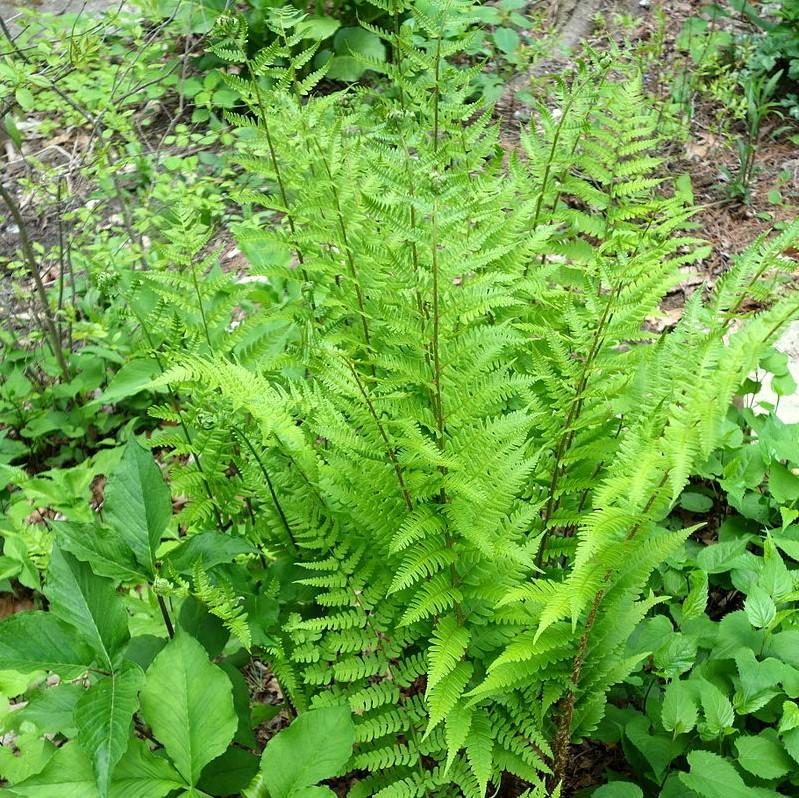 Eastern Wood Fern, Leatherwood Fern