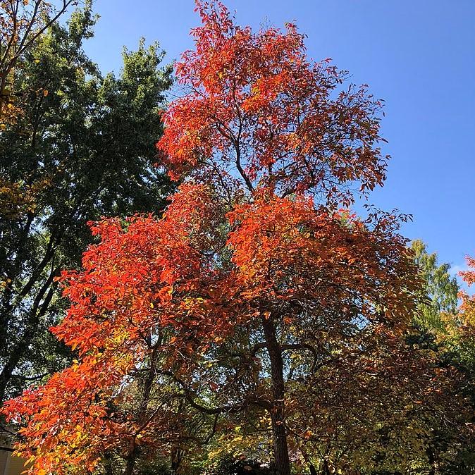 Sassafras