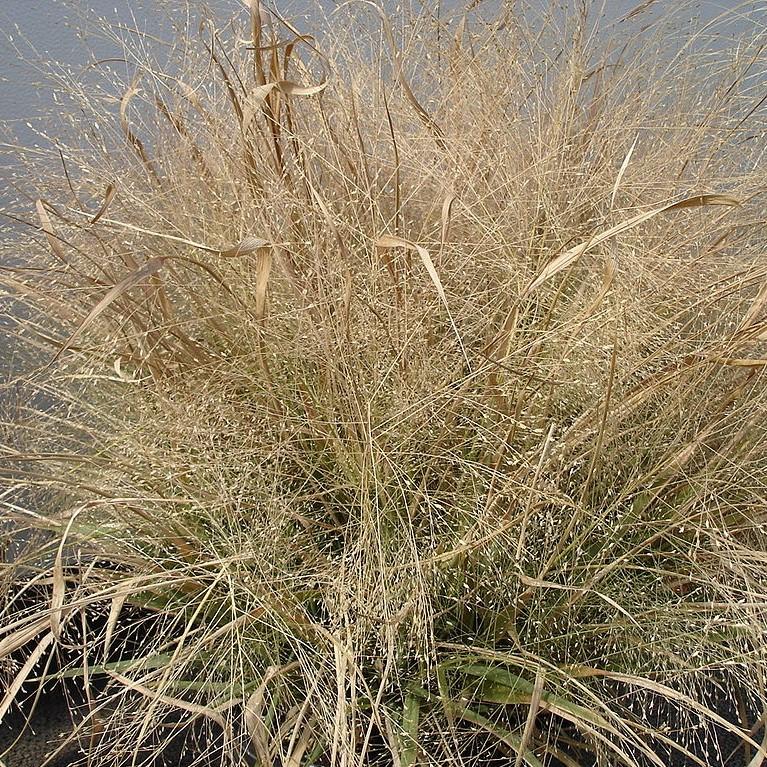 Purple Lovegrass