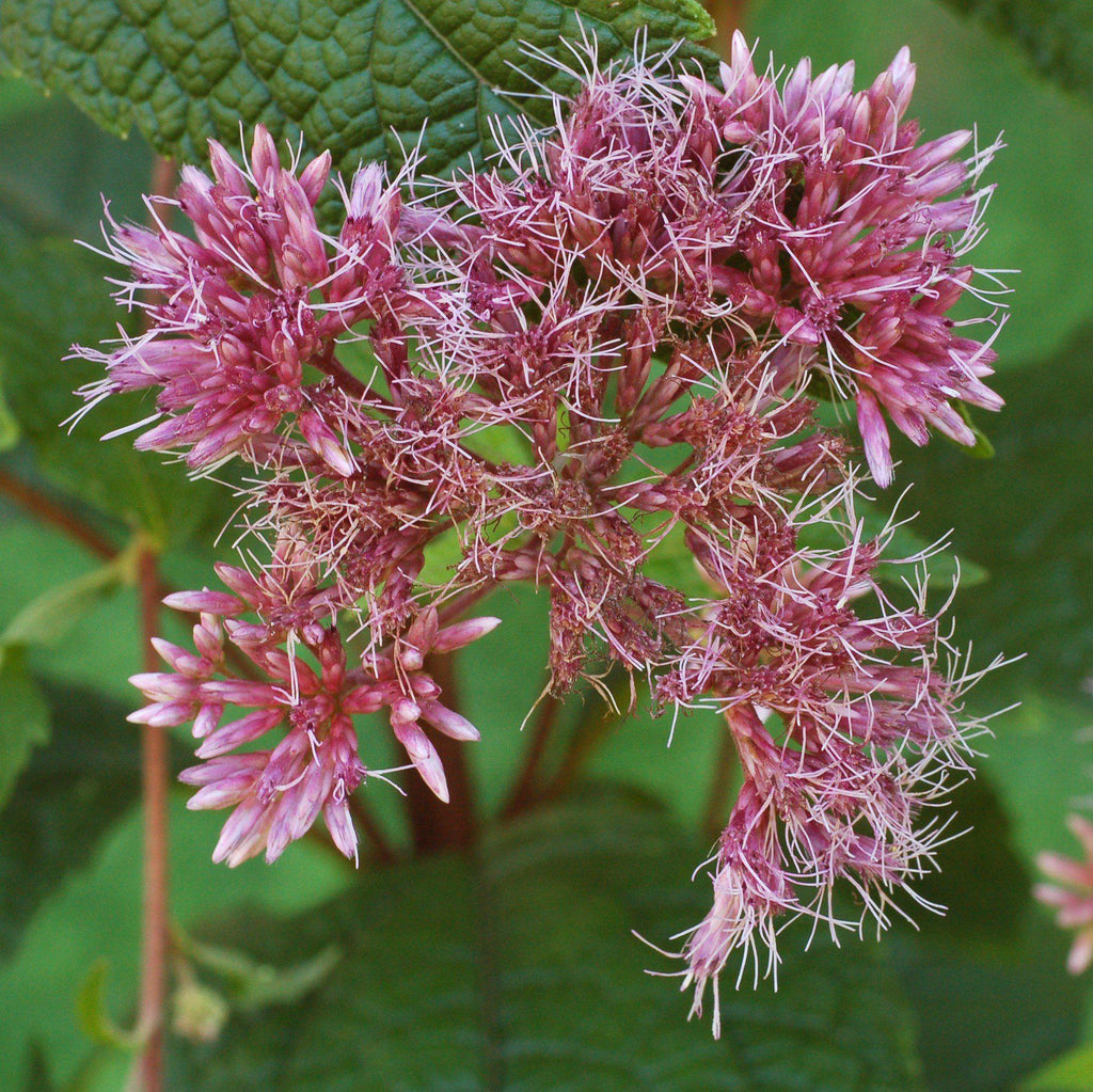 Little Joe Coastal Pye Weed
