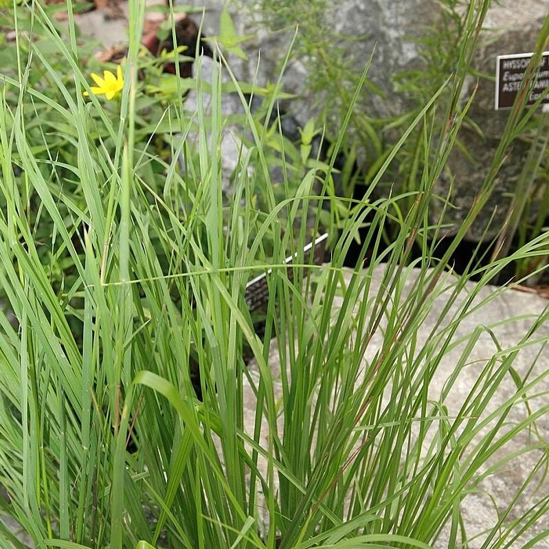 Broomsedge, Yellow Bluestem