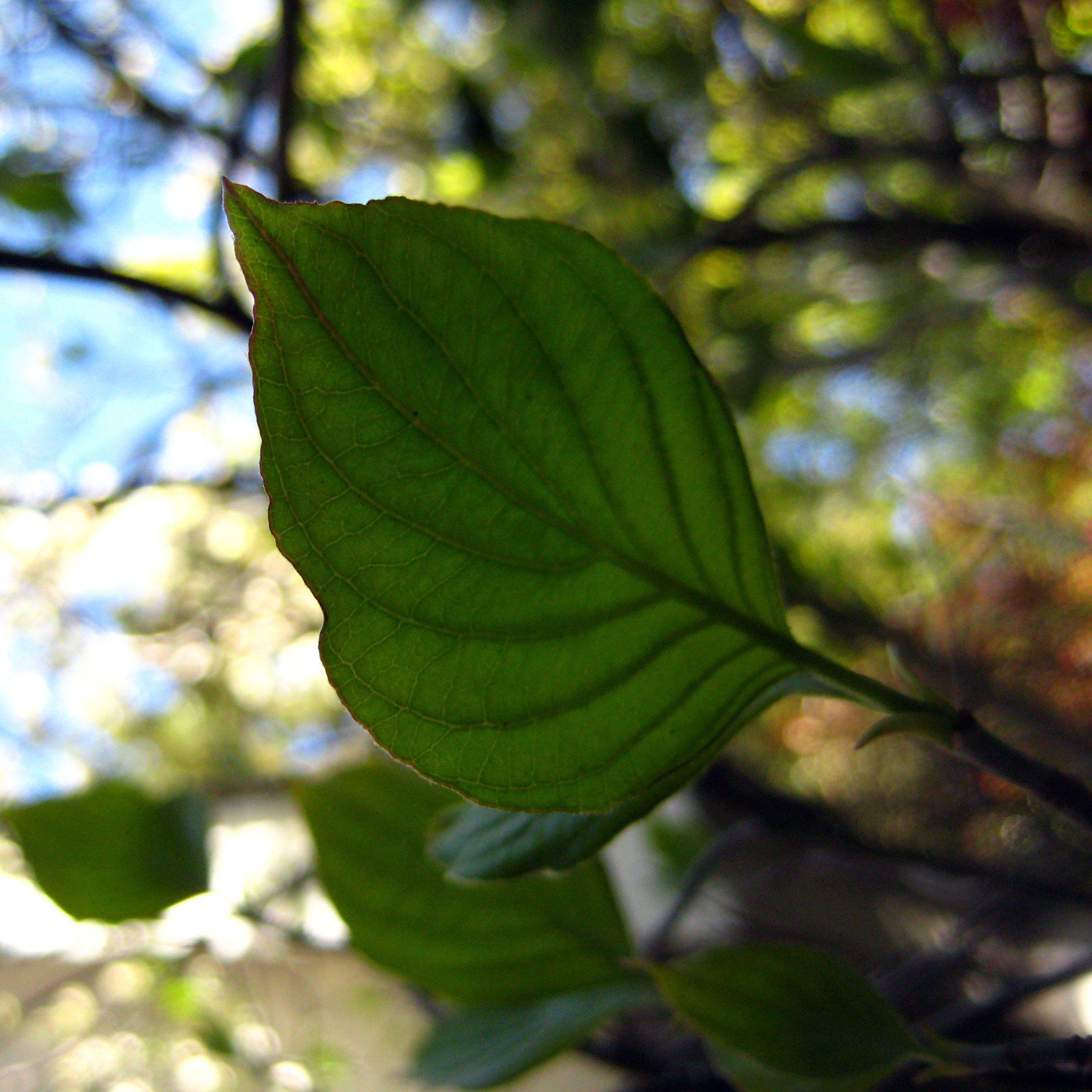 Flowering Dogwood