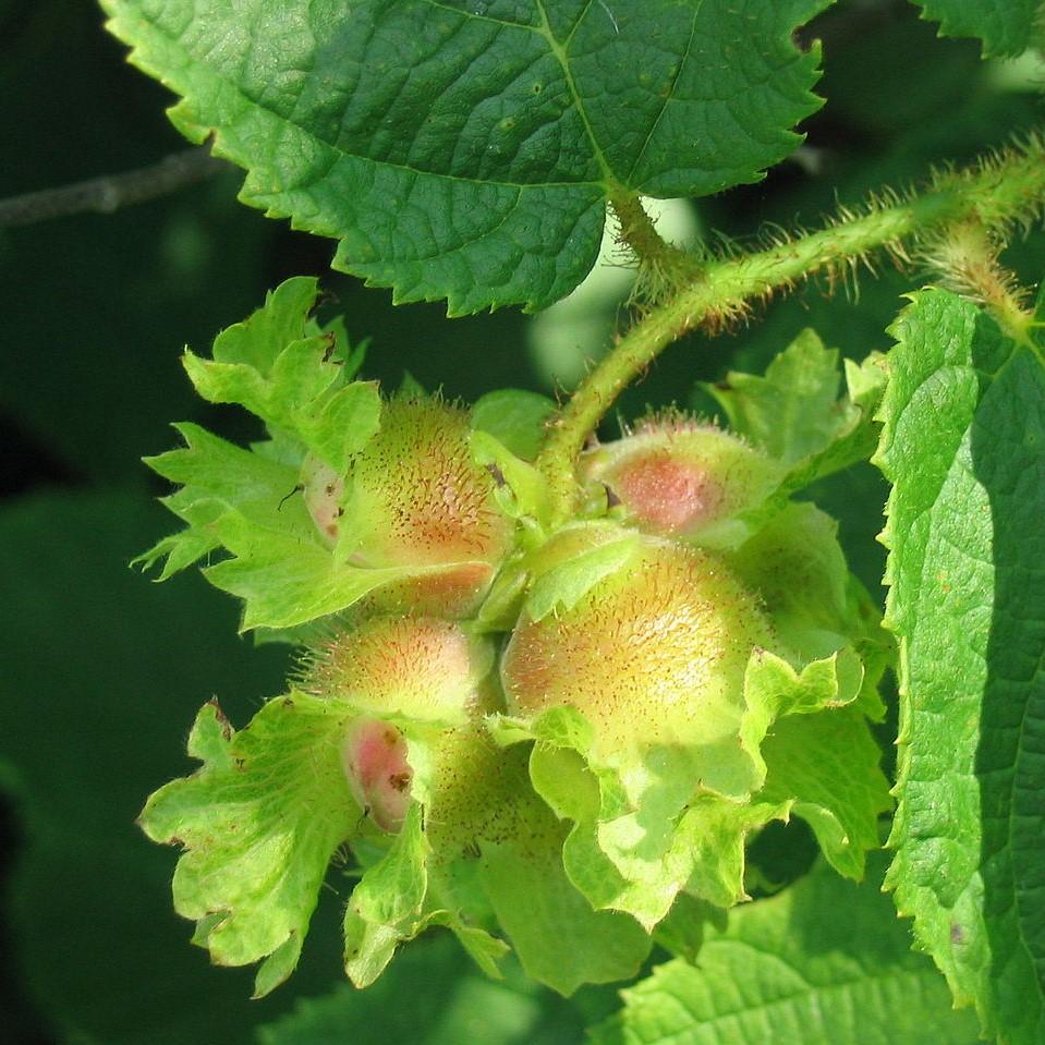 Hazelnut, American Filbert