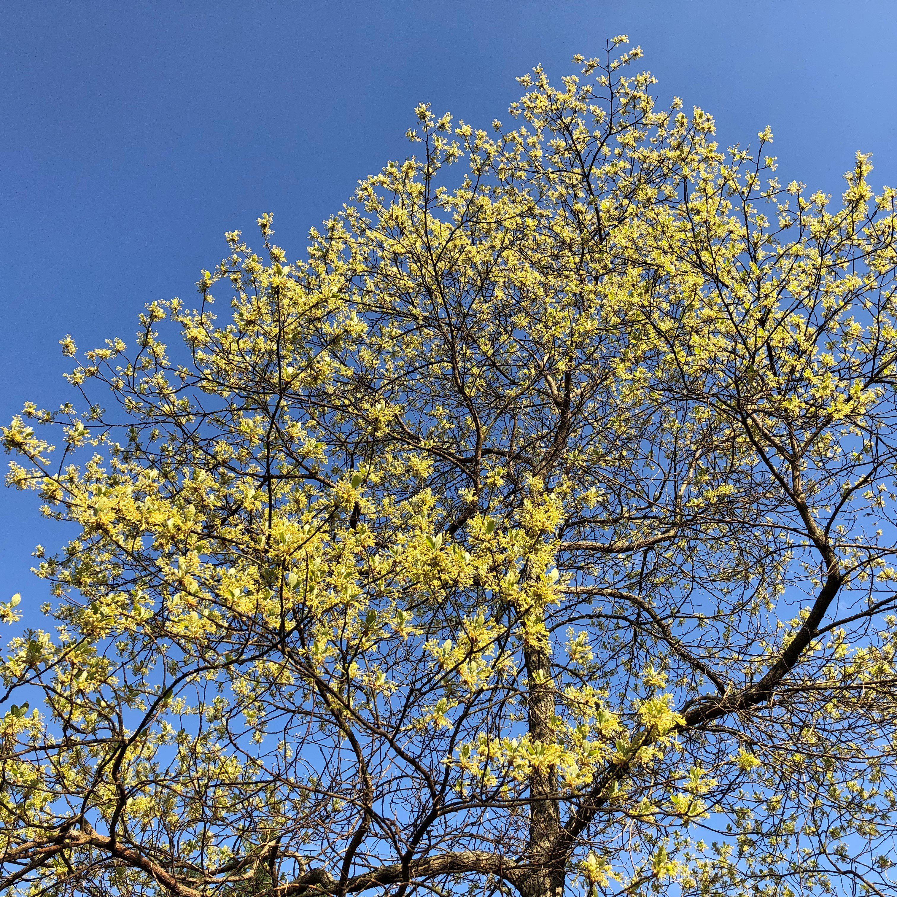 Sassafras