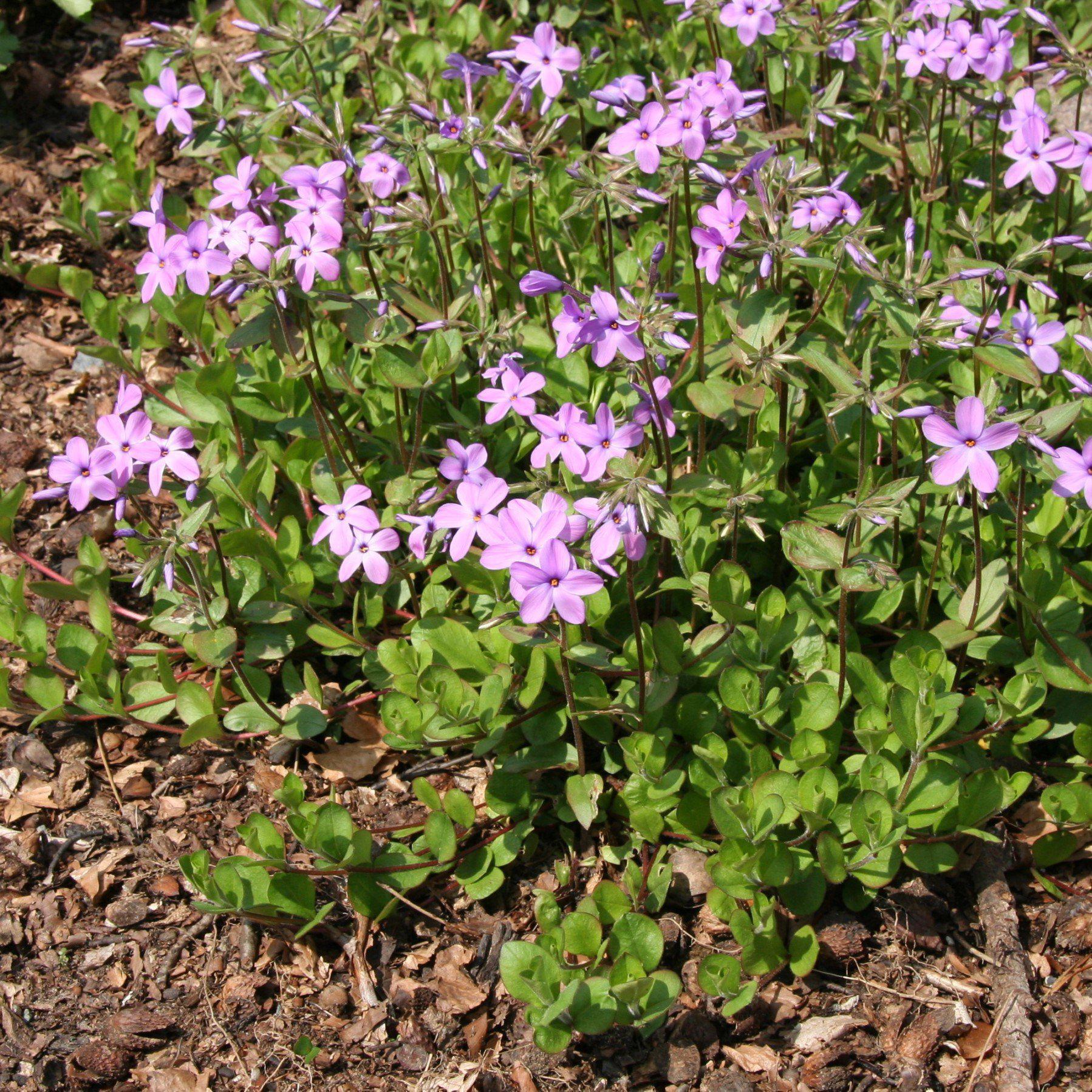 Creeping Phlox, Star-Rock Phlox