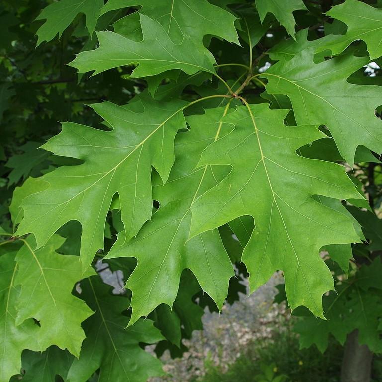 Northern Red Oak