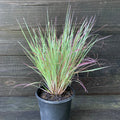 Standing Ovation Little Bluestem