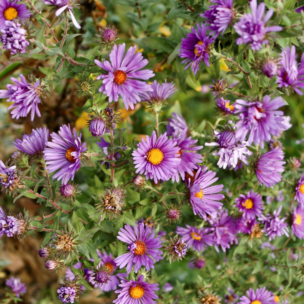New England Aster