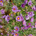New England Aster