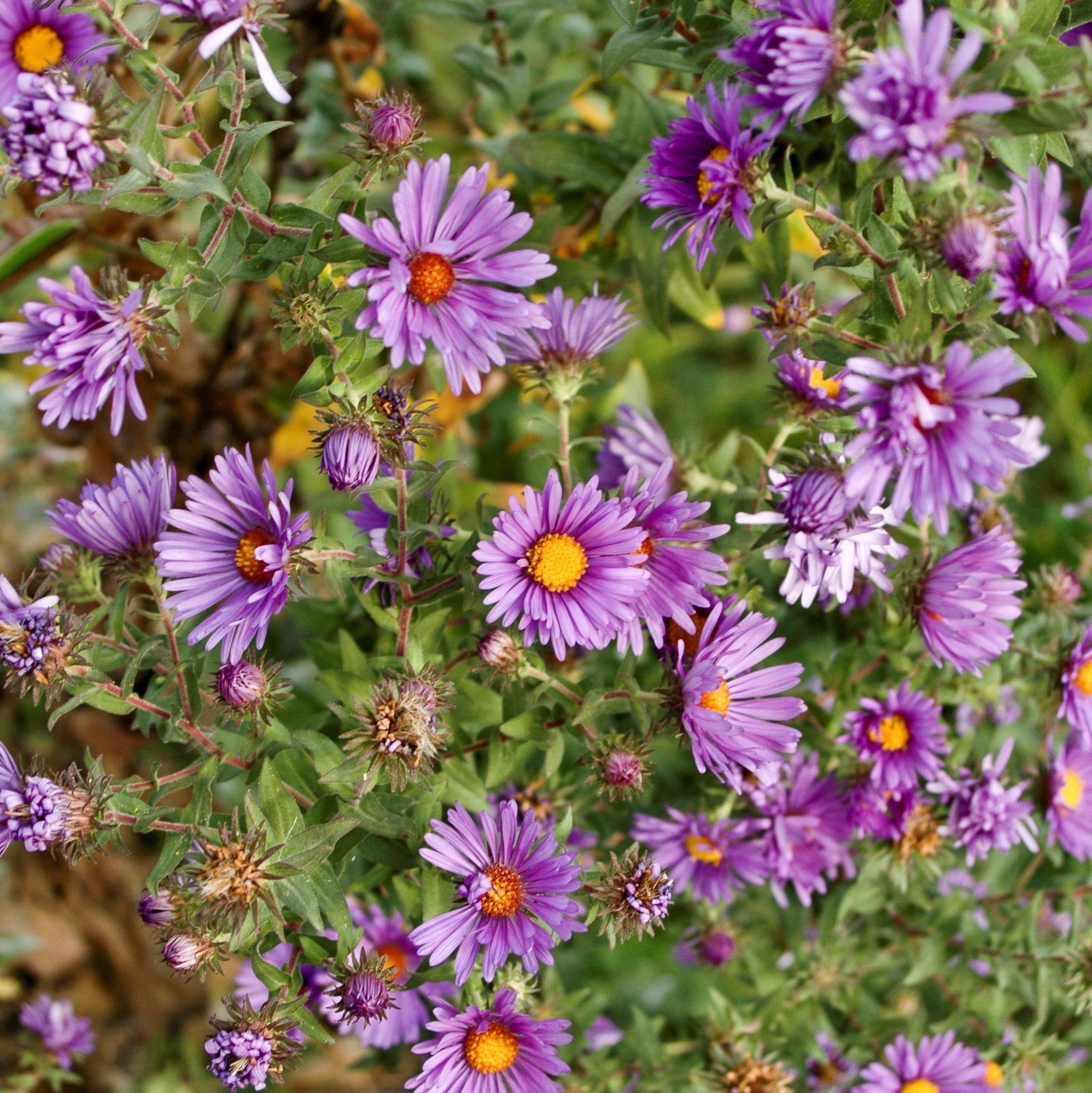 New England Aster