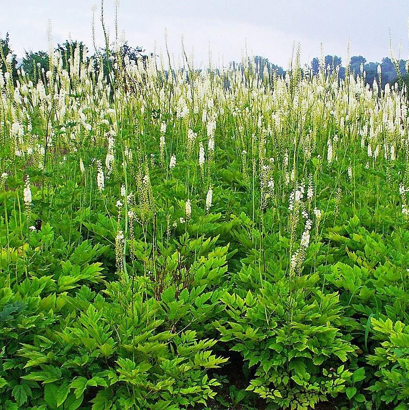 Black Cohosh