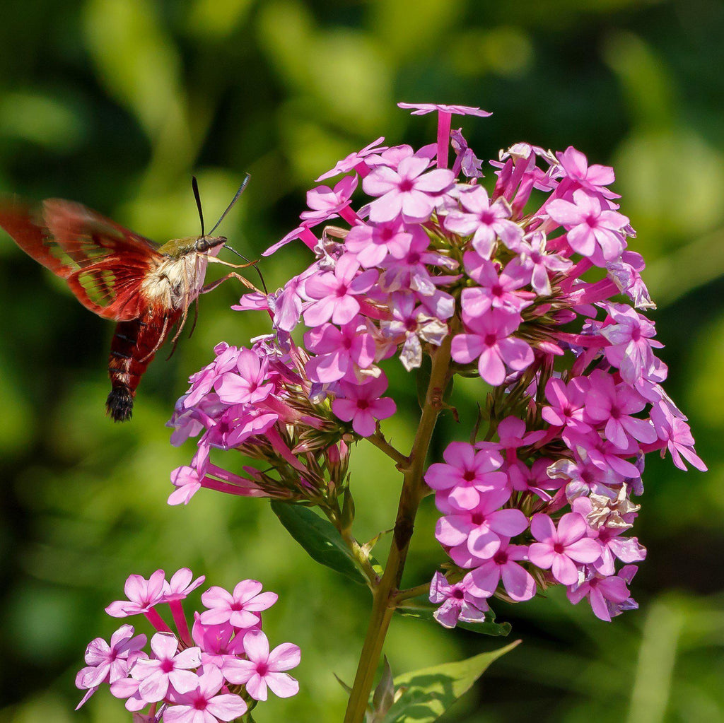 Jeana Garden Phlox