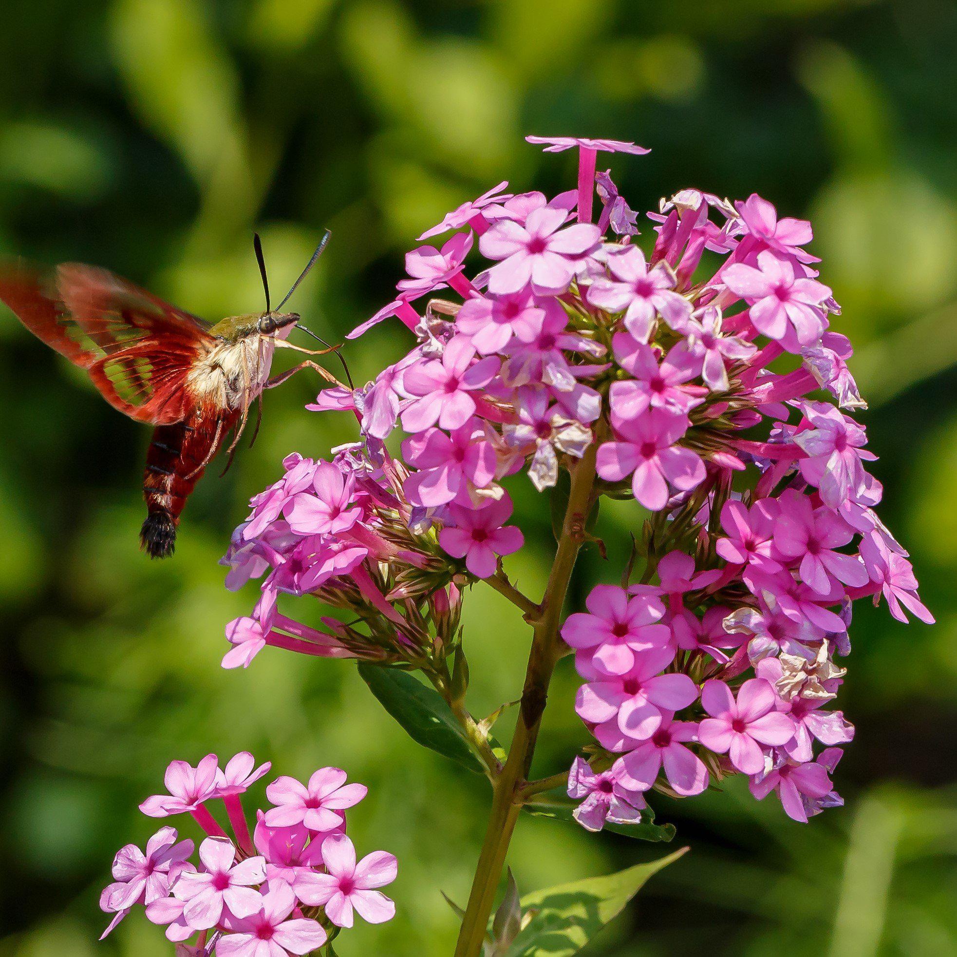 Jeana Garden Phlox