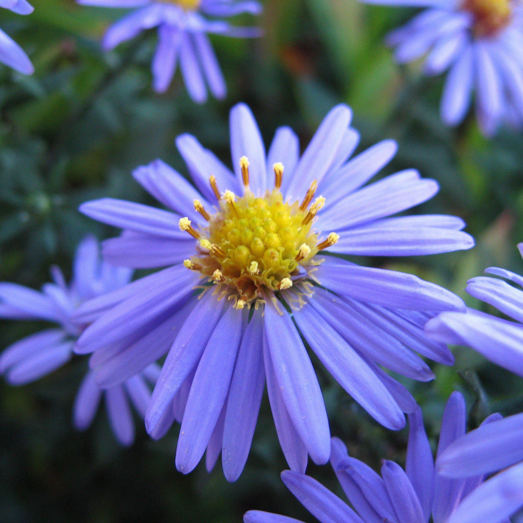 Smooth Aster