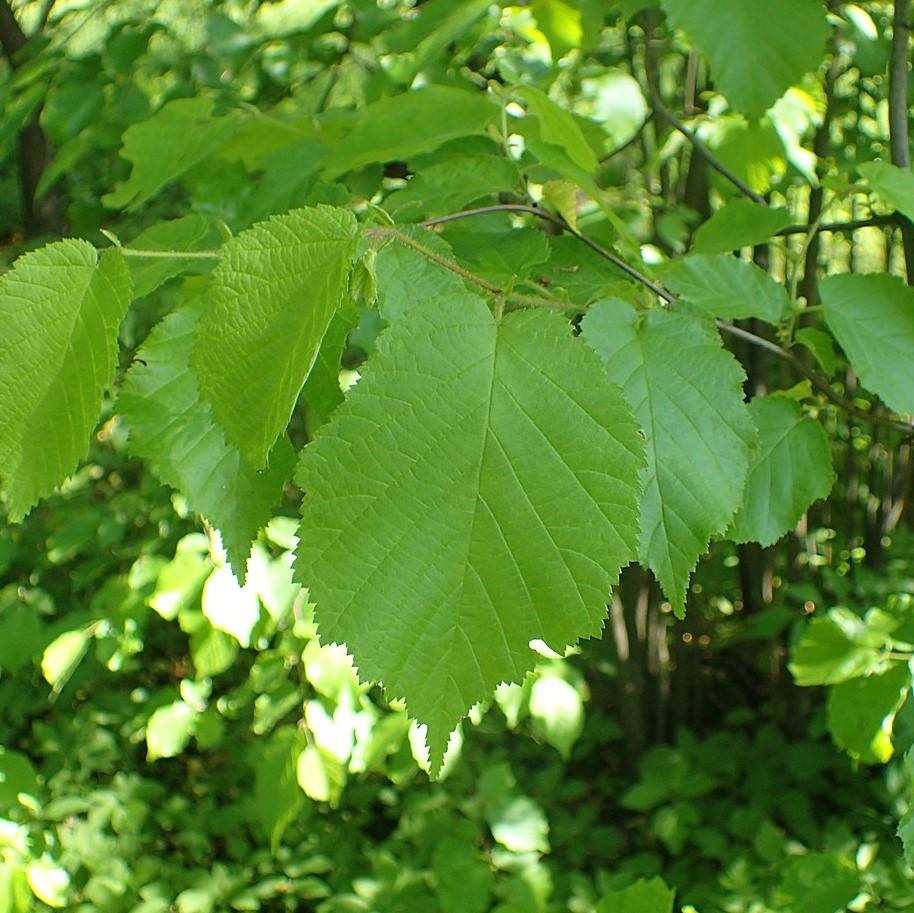 Hazelnut, American Filbert