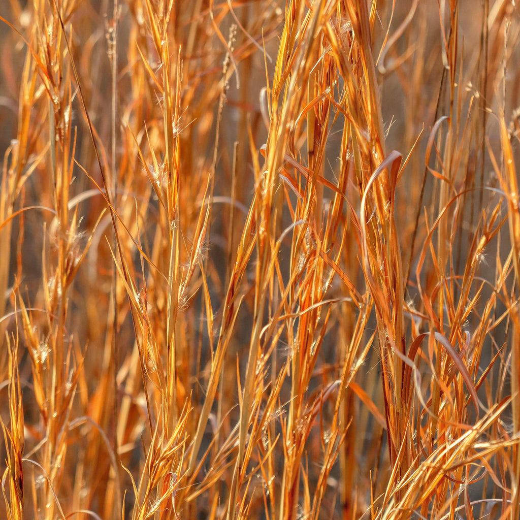 Broomsedge, Yellow Bluestem
