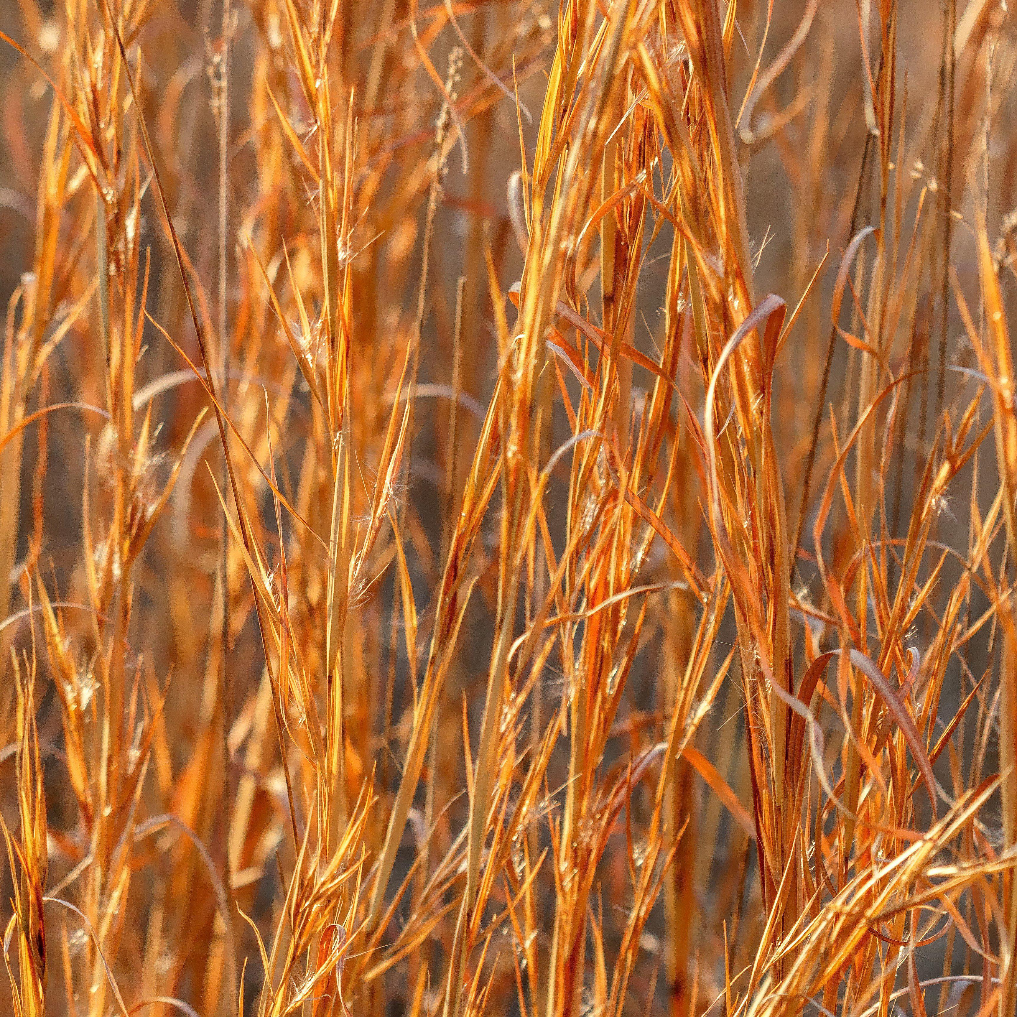Broomsedge, Yellow Bluestem