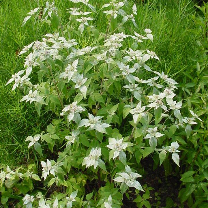 Mountain Mint