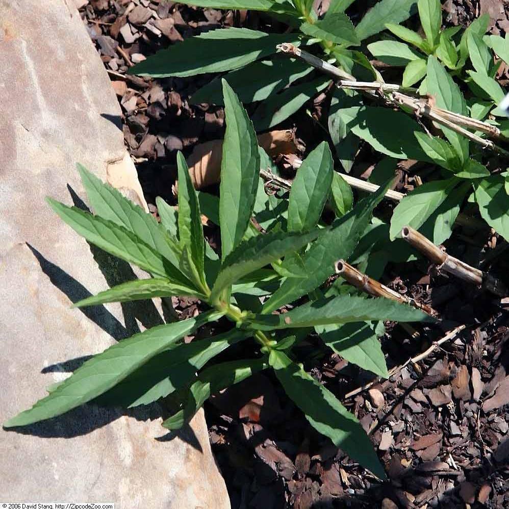 Allegheny Monkey Flower