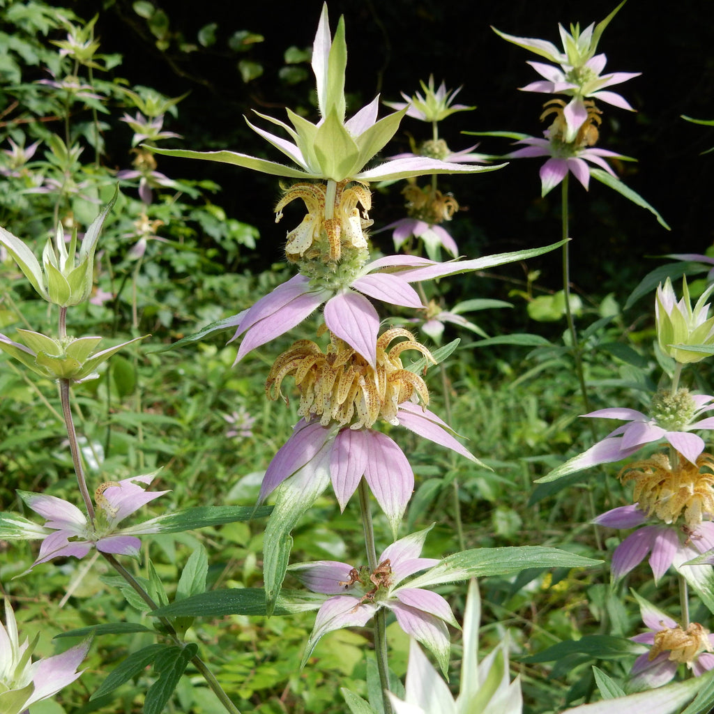 Spotted Beebalm