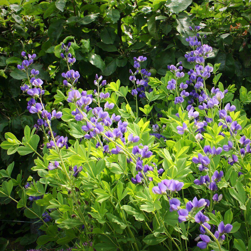 Blue False Indigo