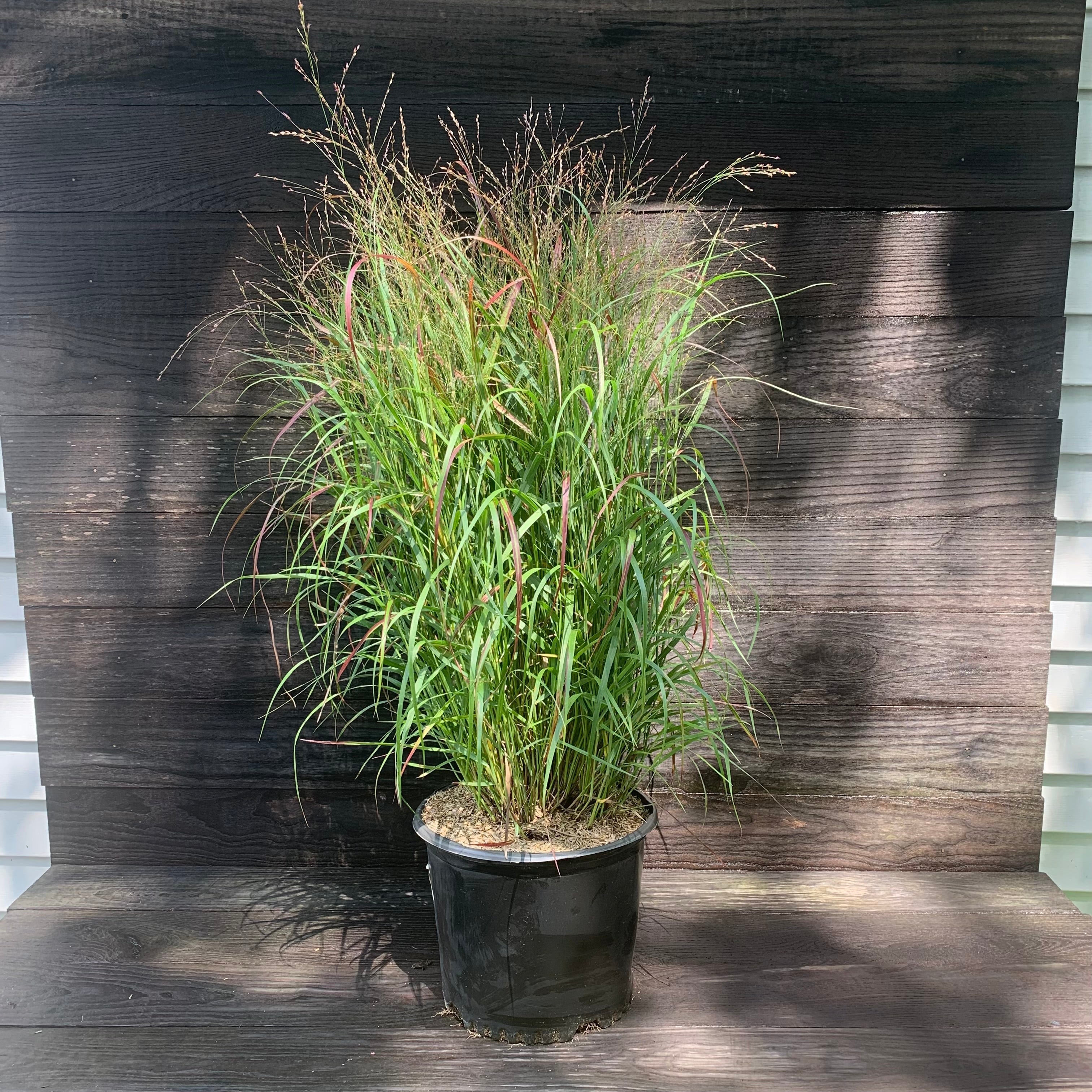 Shenandoah Switch Grass